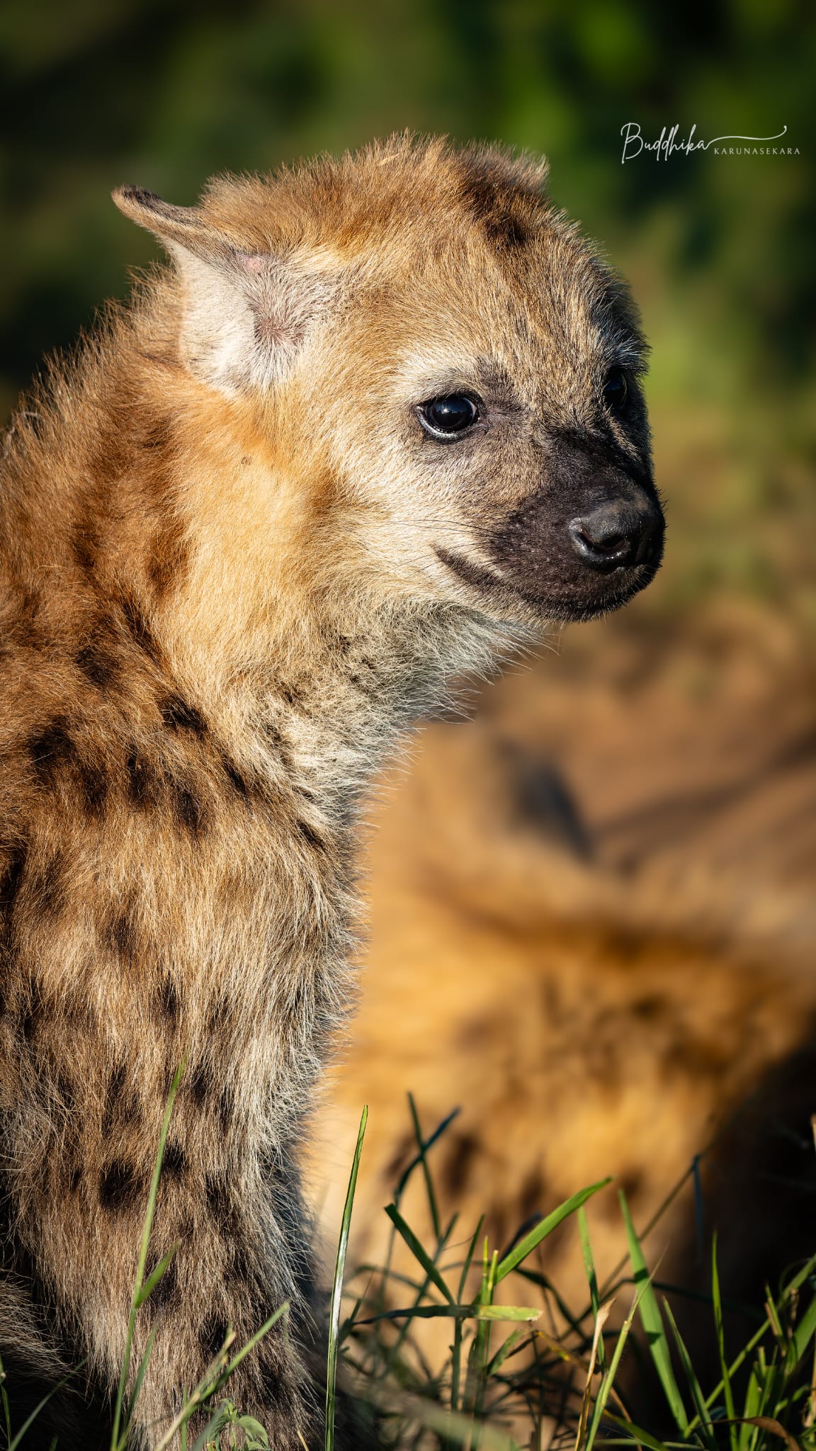 More Than a Scavenger: The Story of the Spotted Hyena in African ...